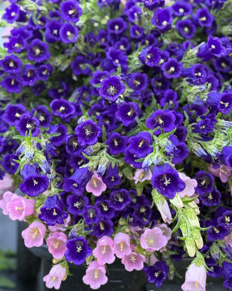 Campanula