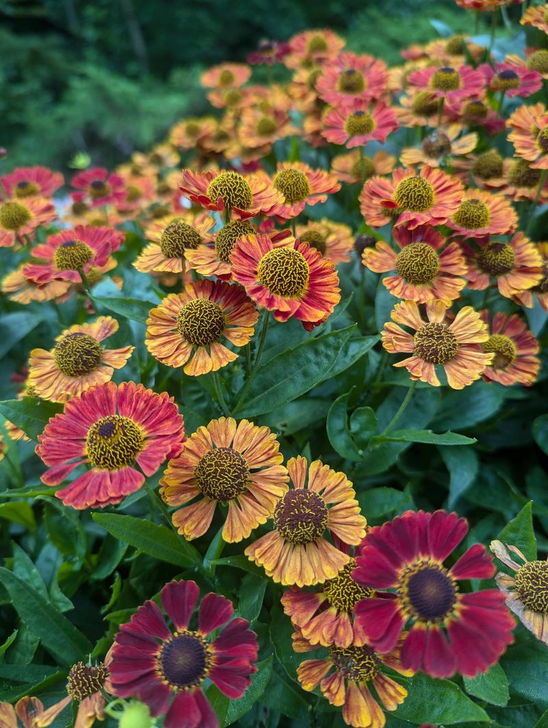 Helenium