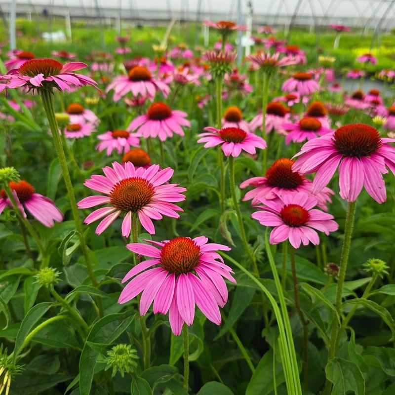 Echinacea