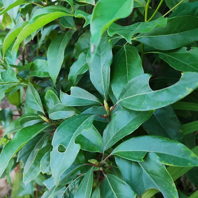 Camphor Plant