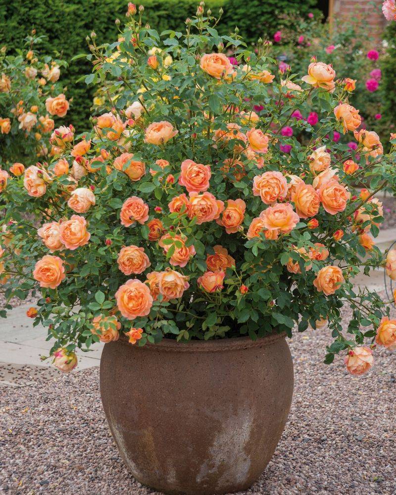 Lady of Shalott