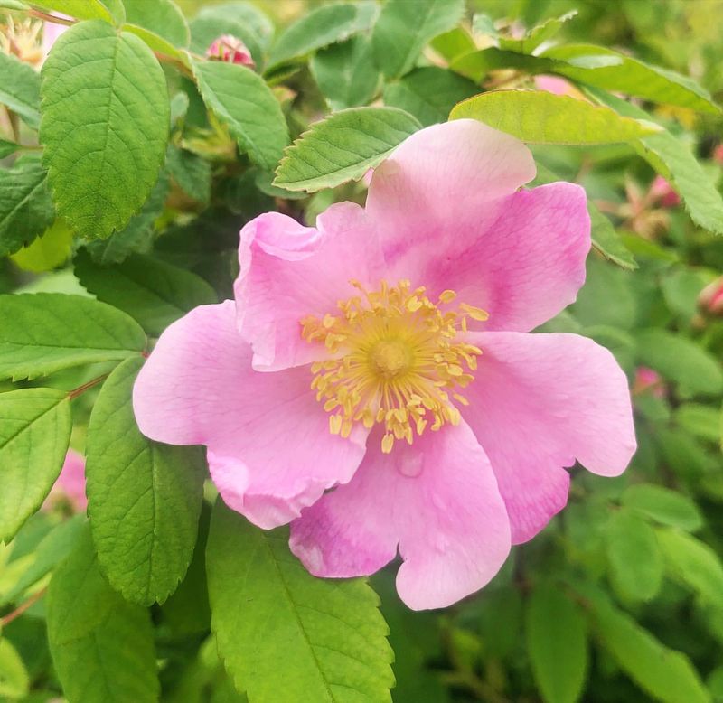 Virginia Rose (Rosa virginiana)