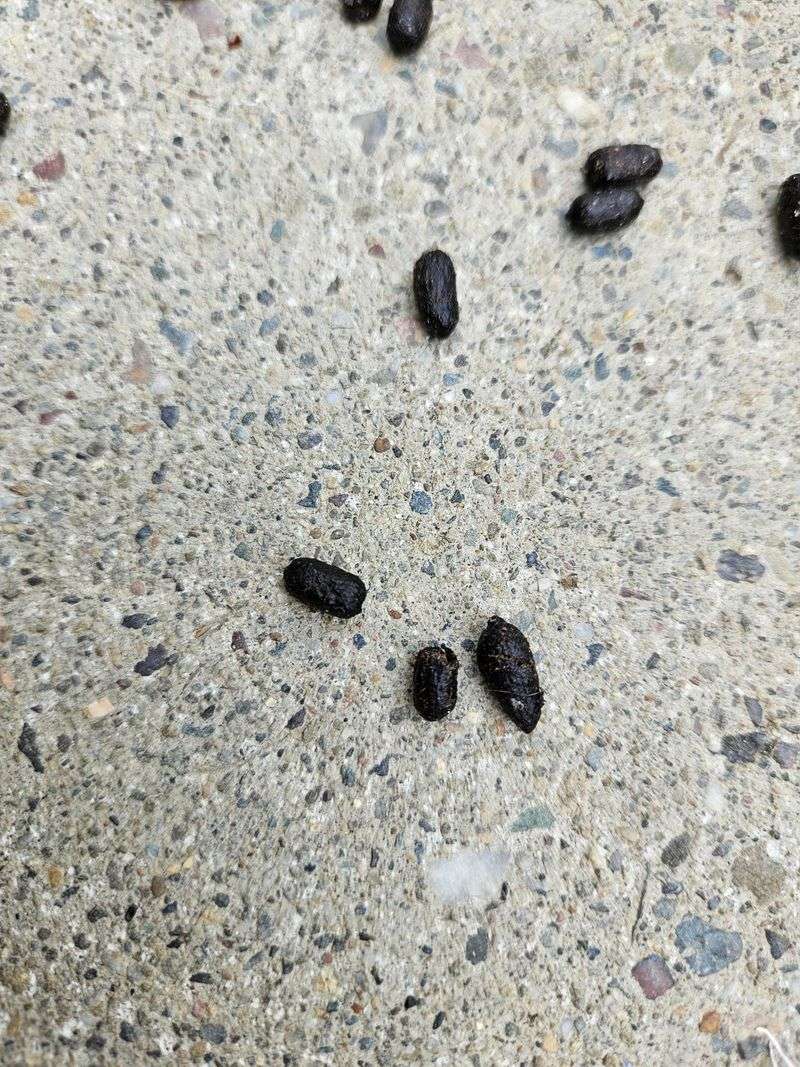 Droppings Near Hole Entrances