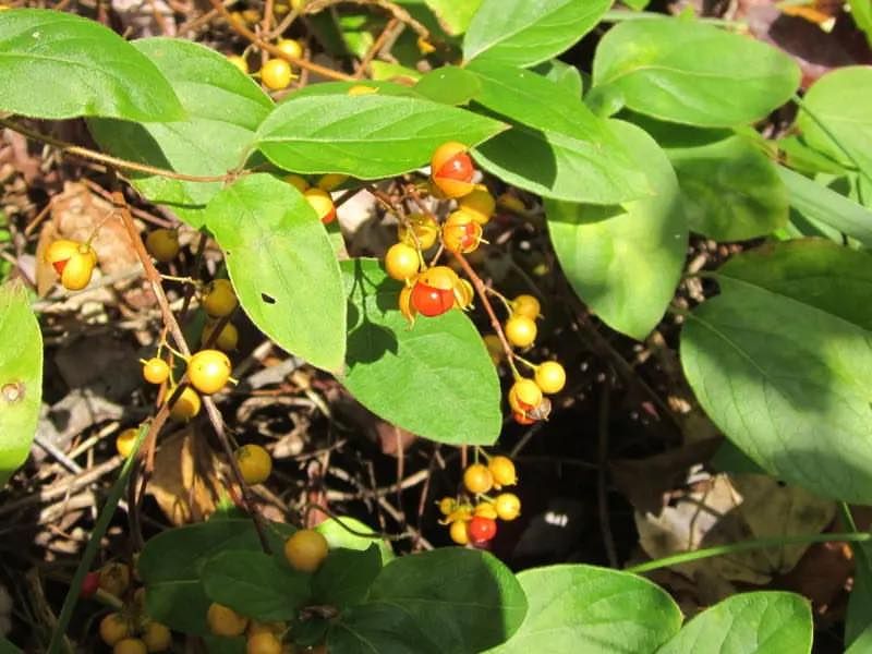 Oriental Bittersweet