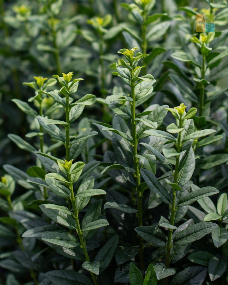 Privet (Ligustrum spp.)