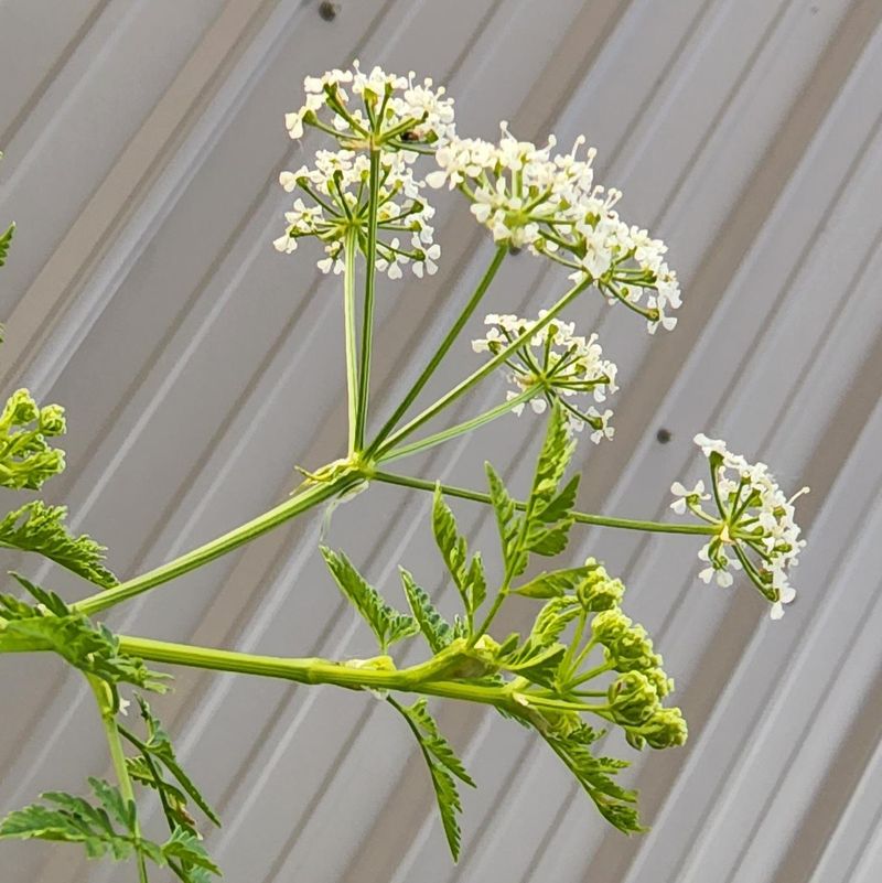 Poison Hemlock