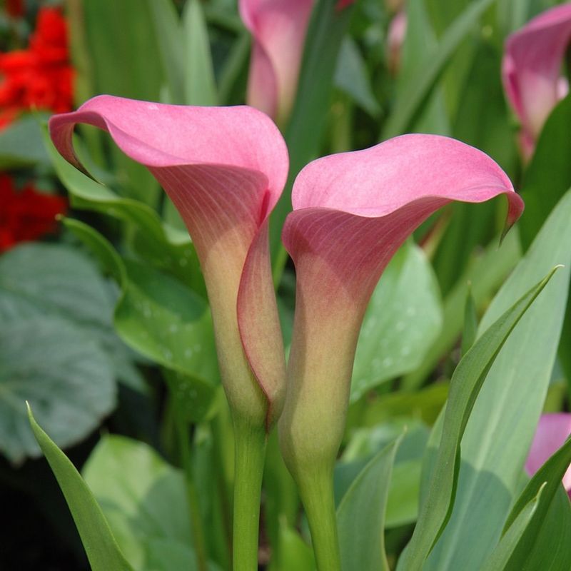 Calla Lily