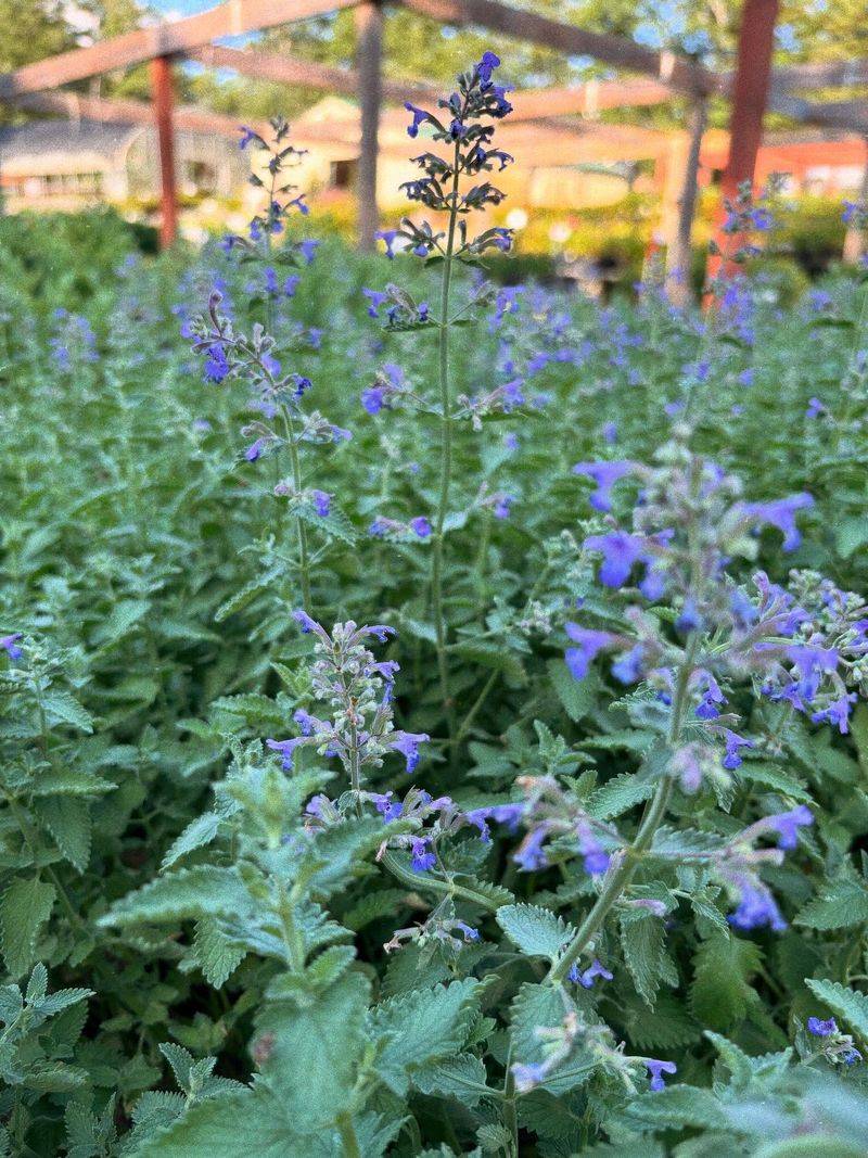 Nepeta 'Walker's Low'