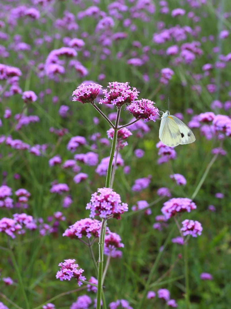 Verbena