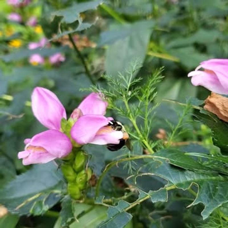 Turtlehead