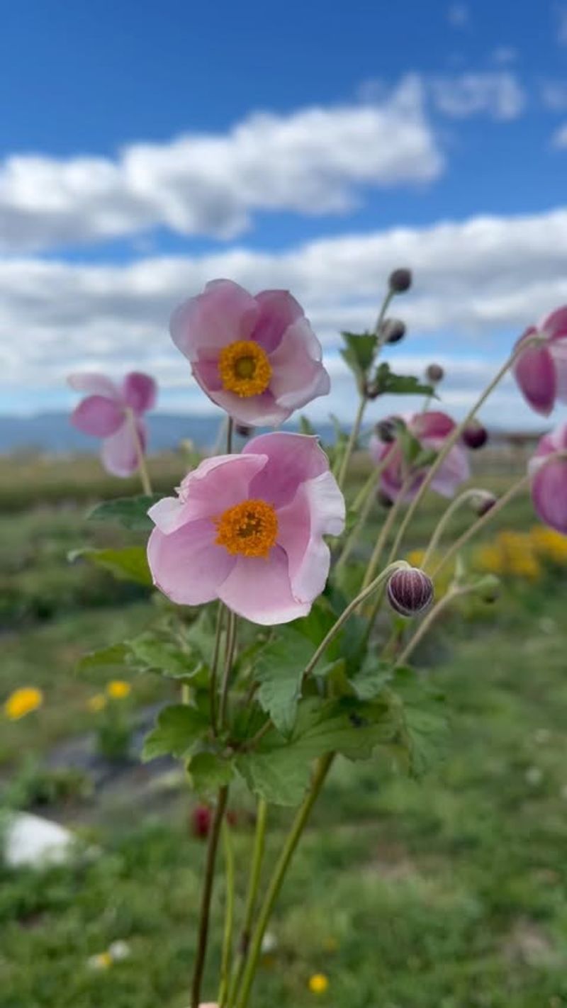 Japanese Anemone