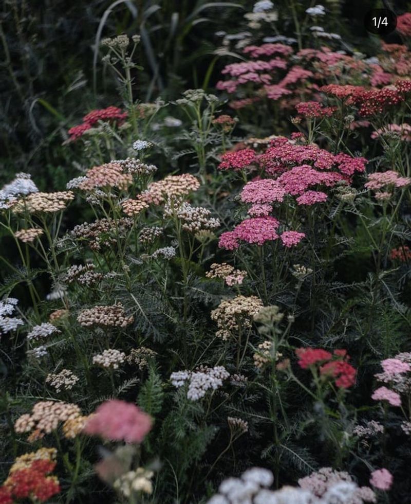Yarrow