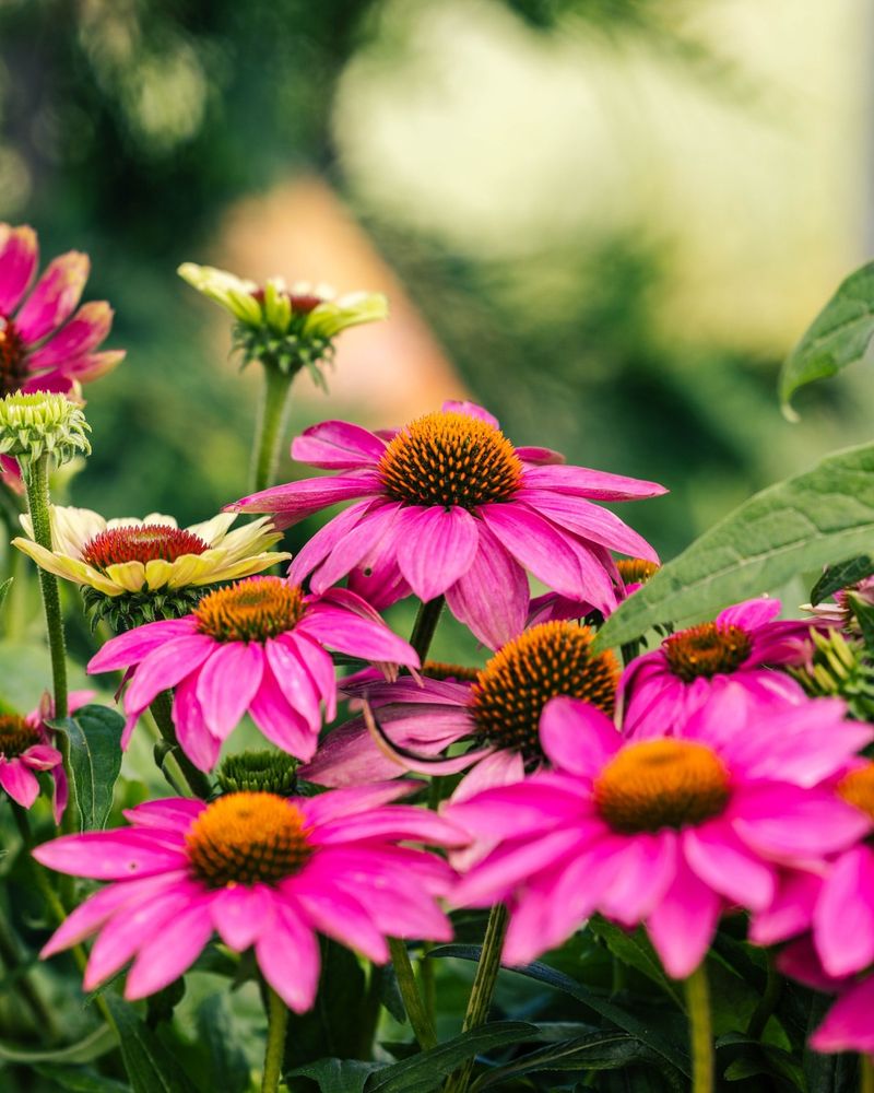 Coneflower