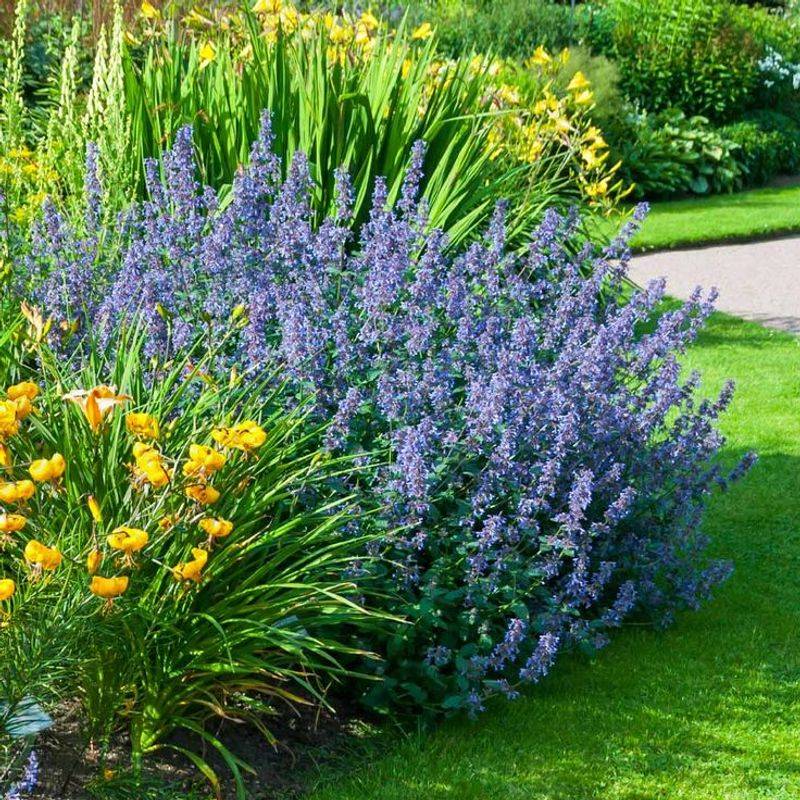 Catmint: Low-Growing Harmony