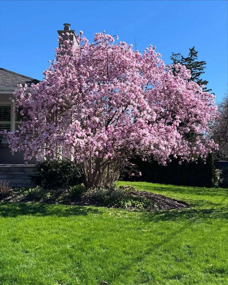 DON'T Prune Spring-Flowering Trees Now