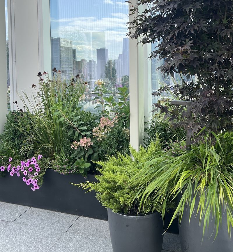 Ornamental Grasses (Pennisetum)
