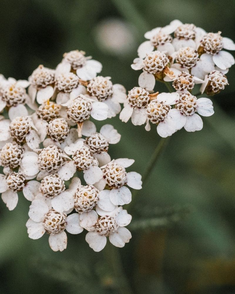 Yarrow – The Colorful Warrior