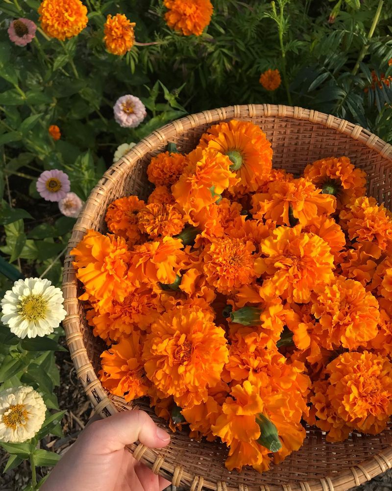 Plant Marigolds Everywhere