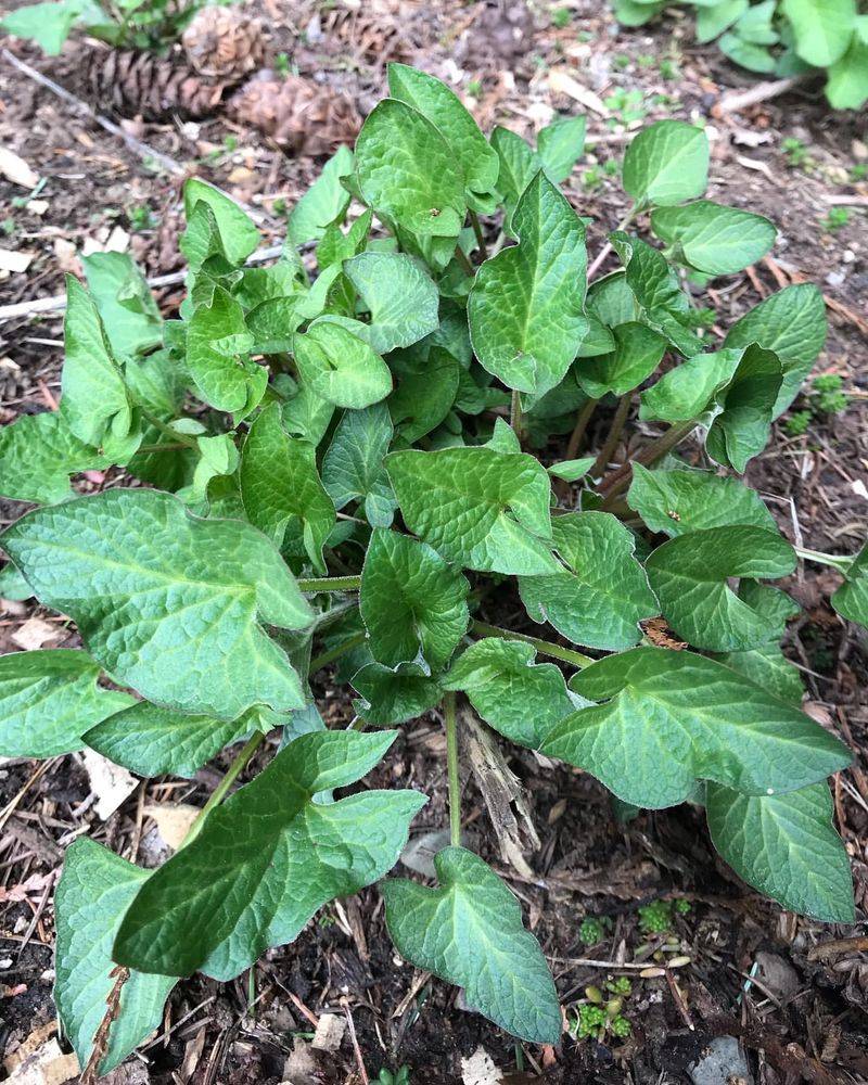 Good King Henry: The Perennial Spinach