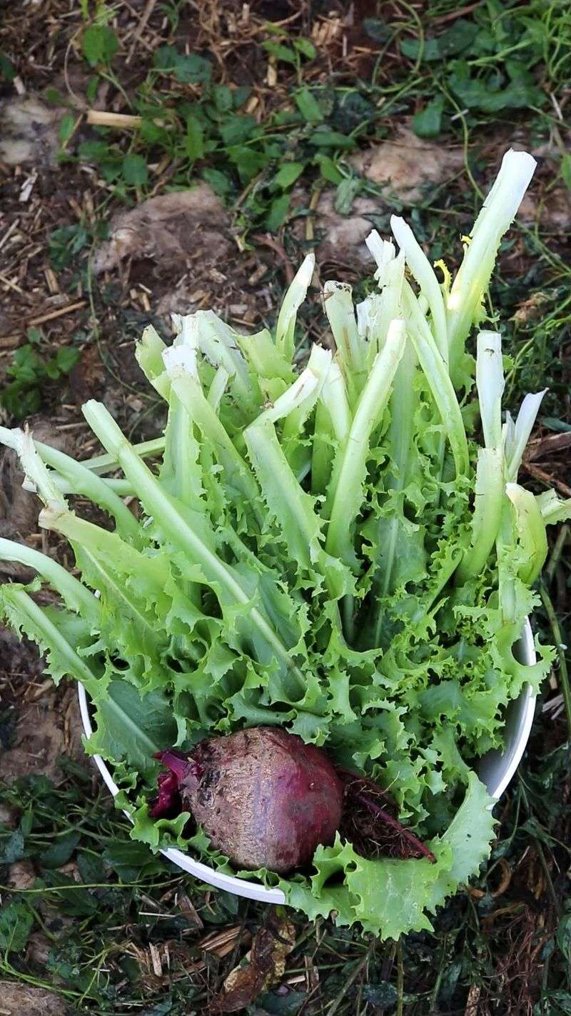 Endive