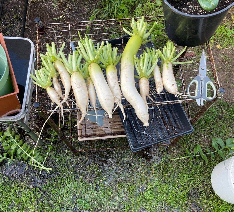 Daikon Radishes