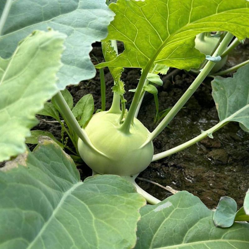 Kohlrabi