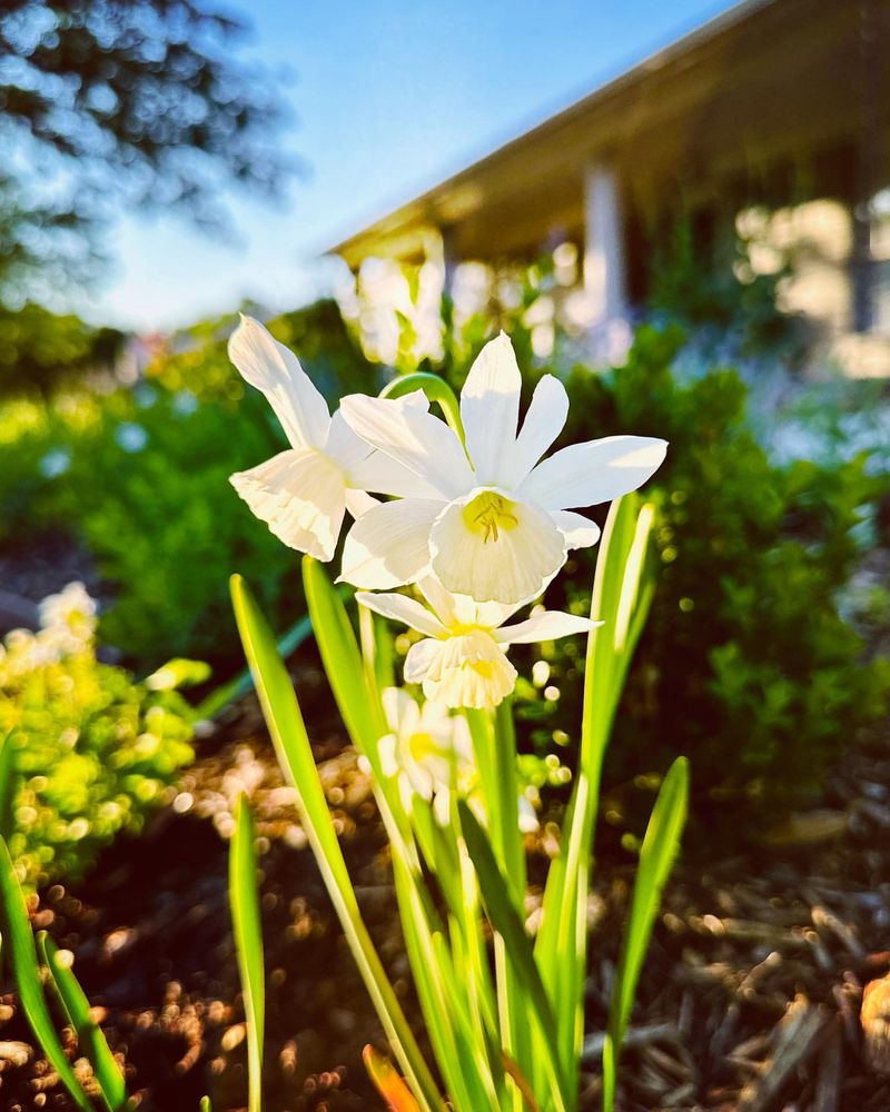 SKIP: Spring-Flowering Bulbs Need Foliage