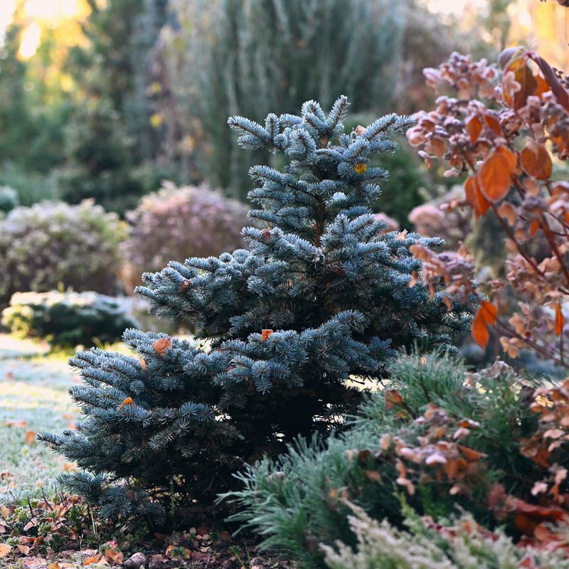 SKIP: Conifers Prefer Different Timing