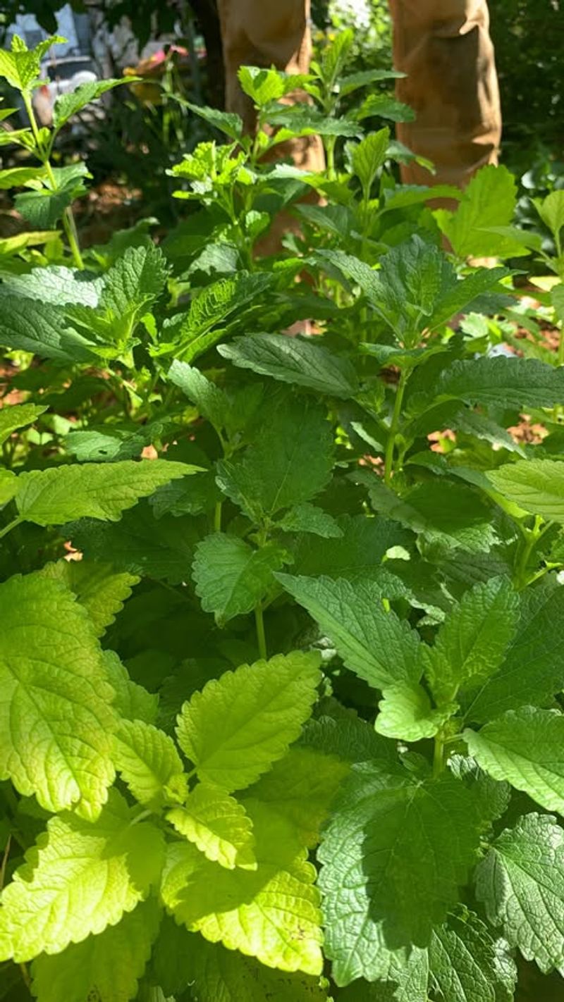 Lemon Balm
