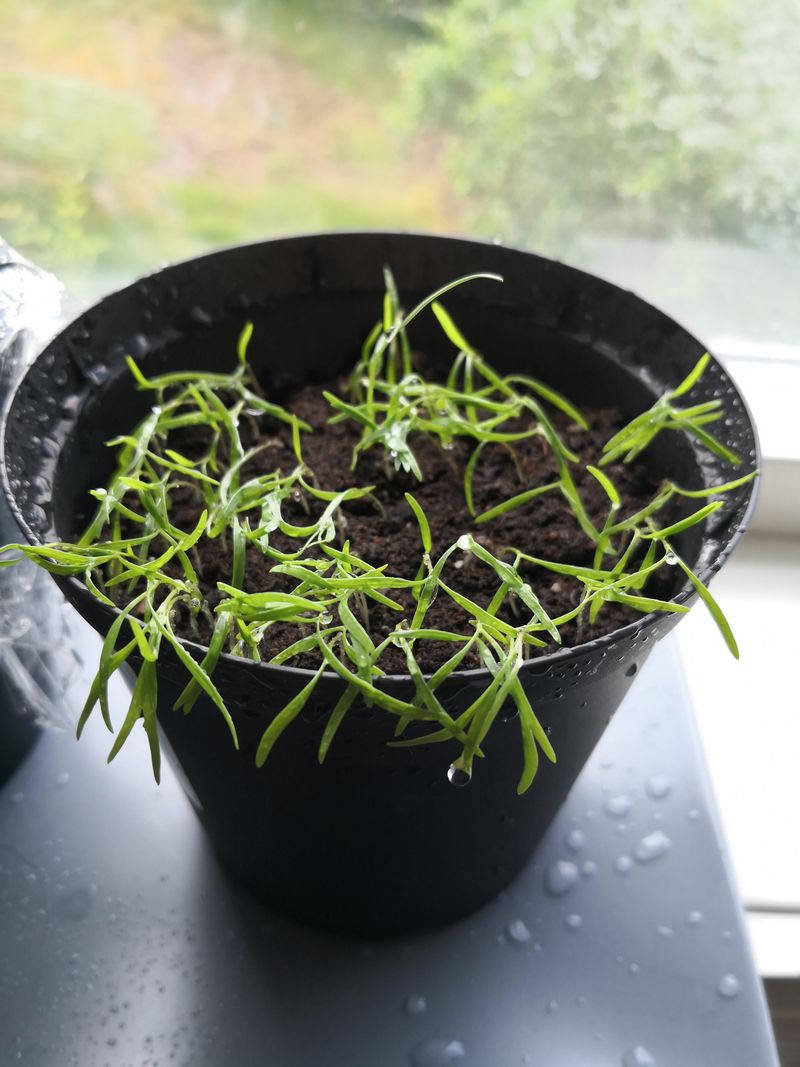 Dill: The Pickle Garden Essential