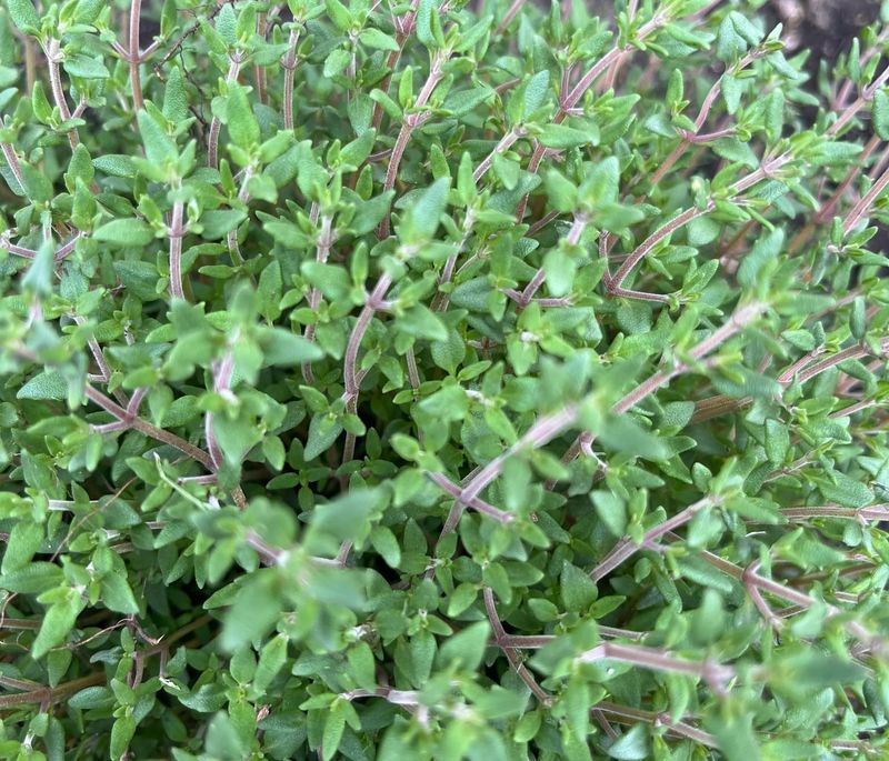 Thyme's Nighttime Needs