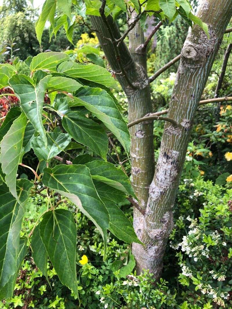 Père David's Maple (Acer davidii)