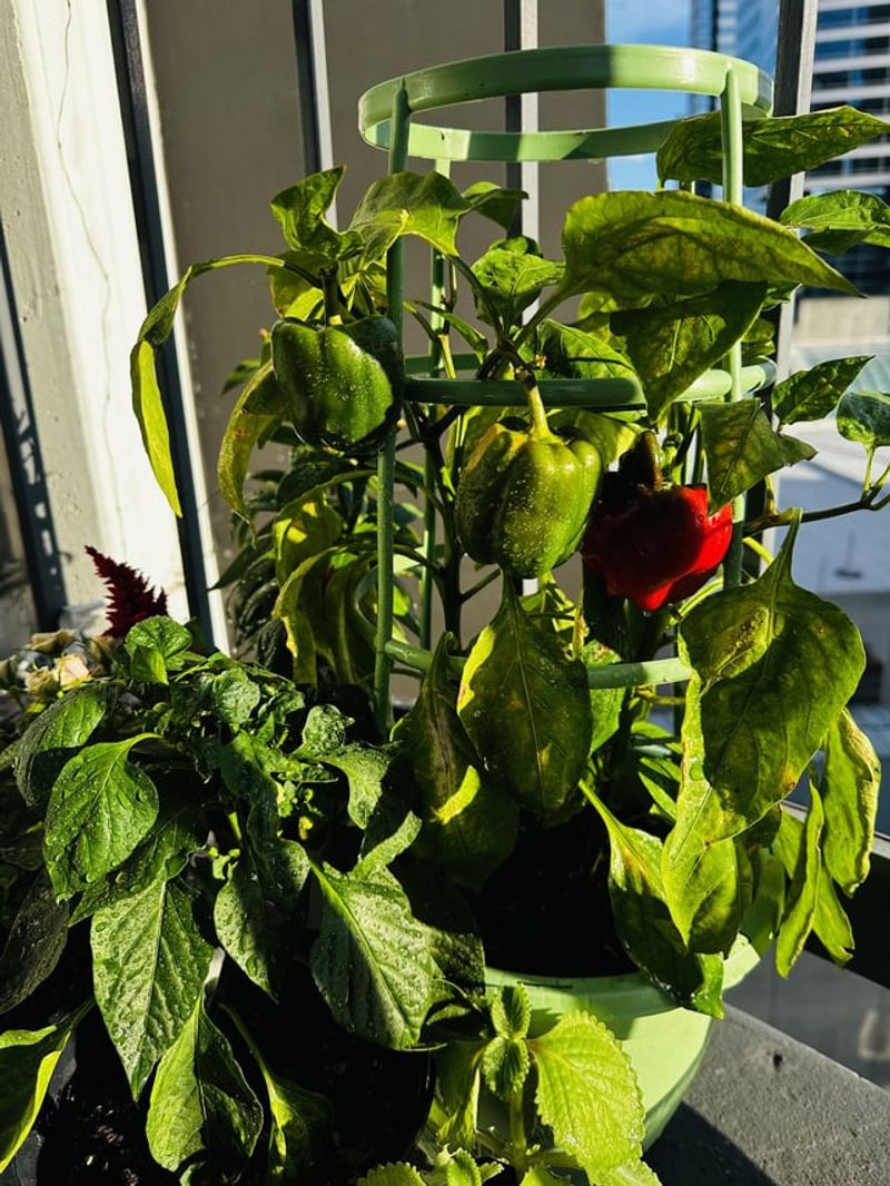 Peppers
