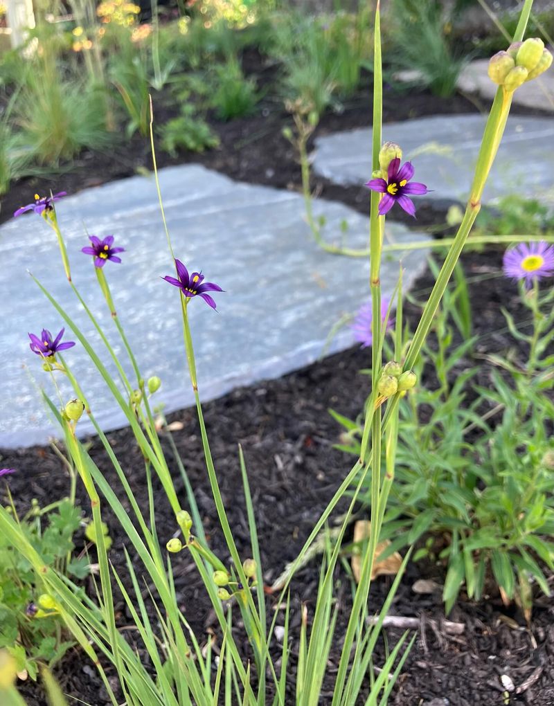 Blue-Eyed Grass (Sisyrinchium idahoense)