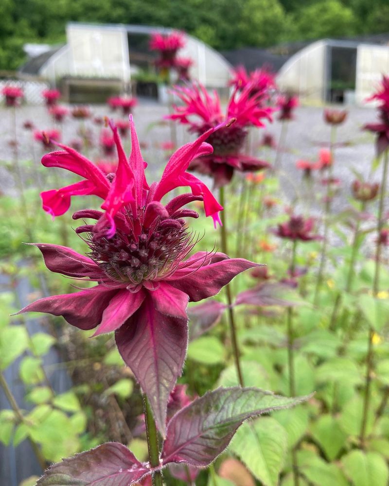 Red Bee Balm + White Phlox