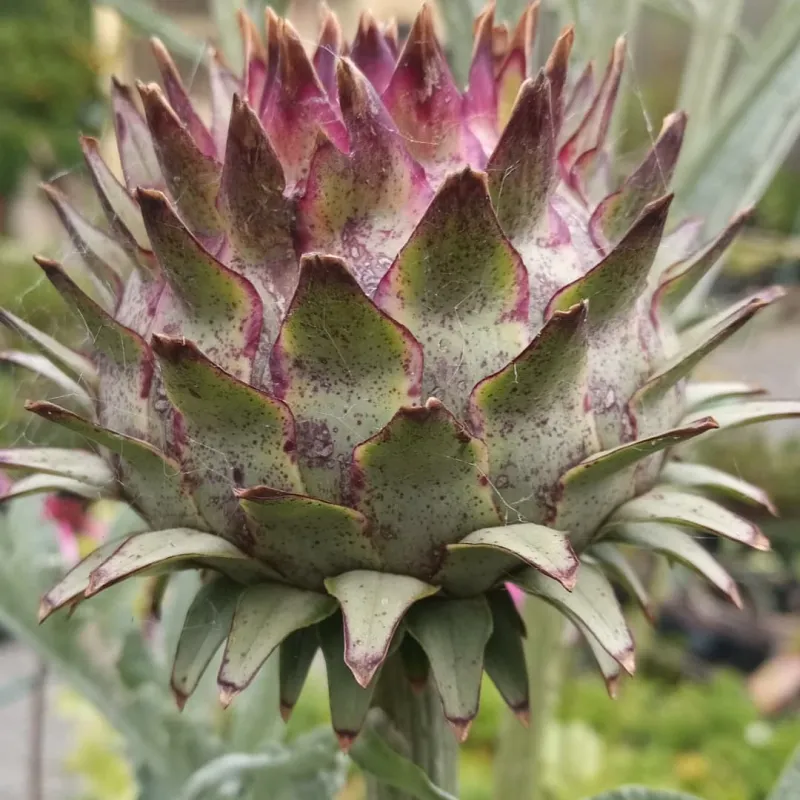 Cardoon: Artichoke's Forgotten Cousin
