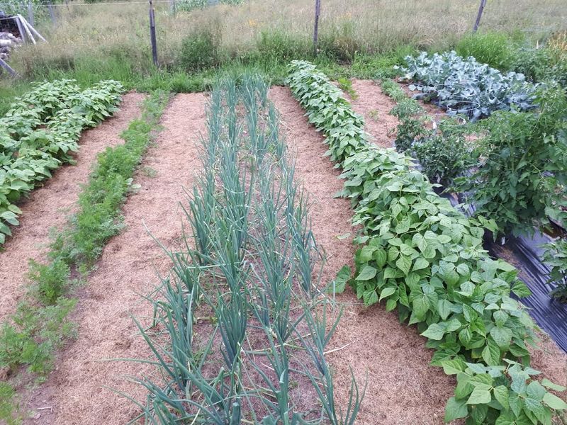 Close Planting Strategy