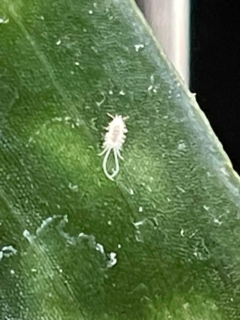 Mealybug Infestations