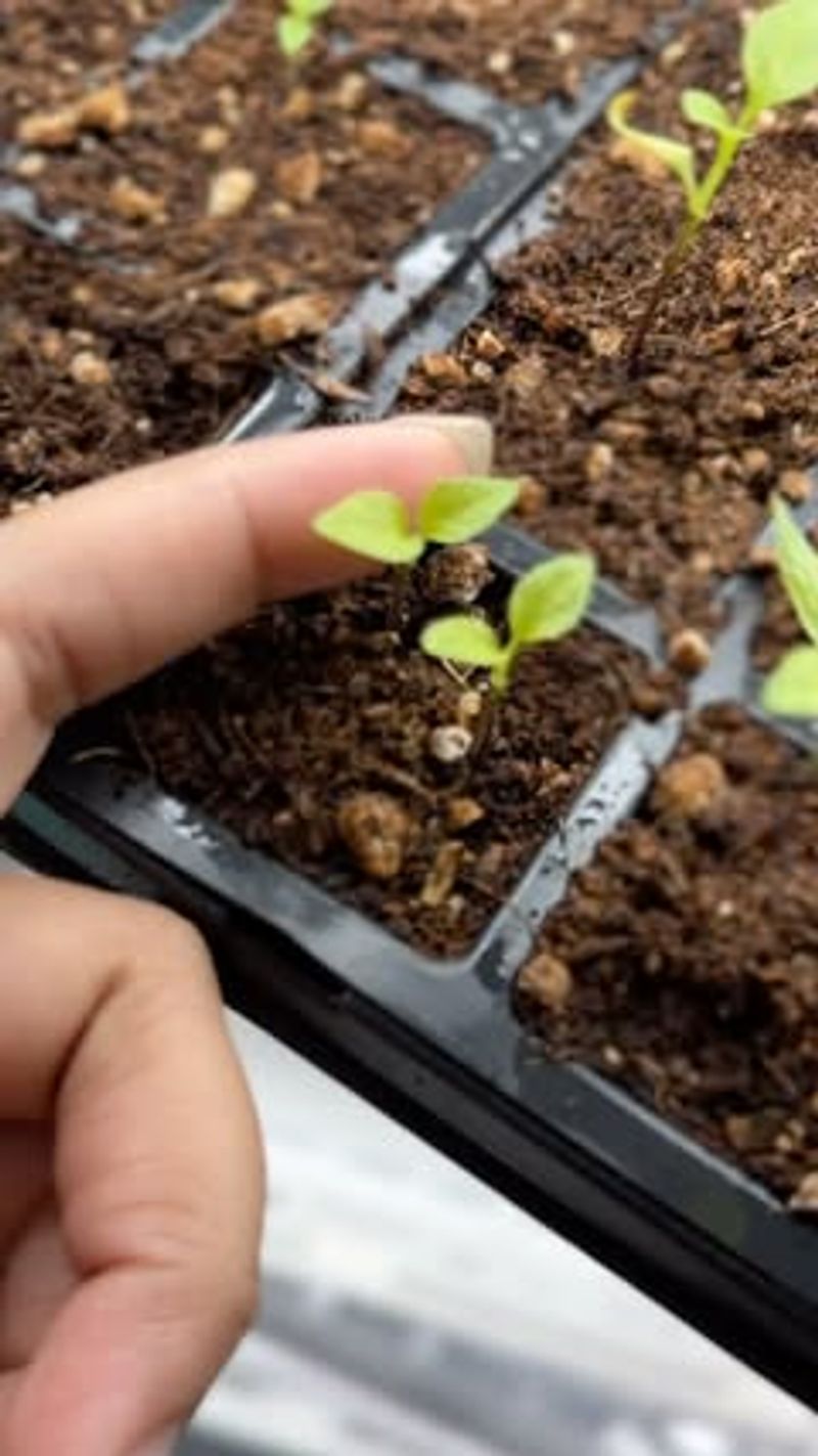 Accelerated Growth at Wrong Time