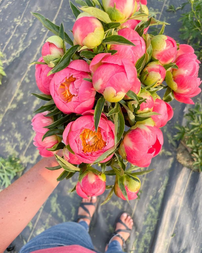 Peonies