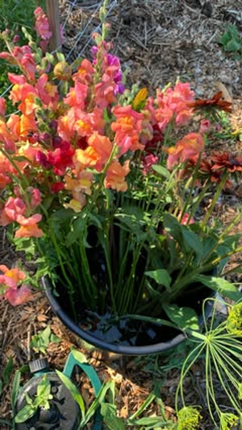 Snapdragon