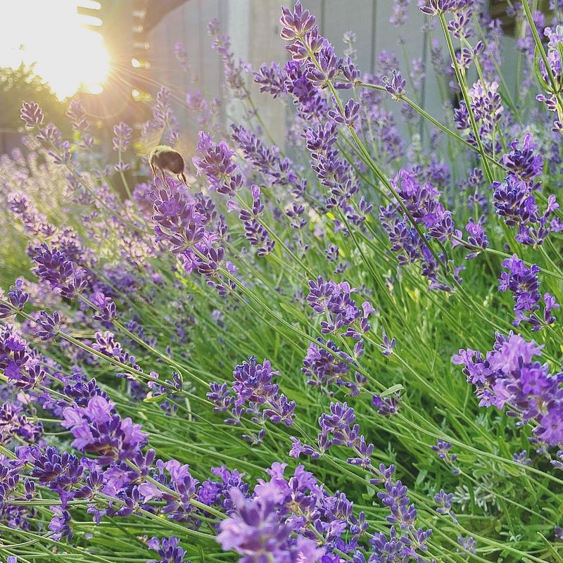 Lavender