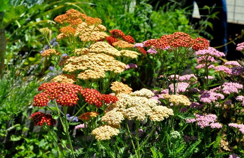 Yarrow (Achillea)