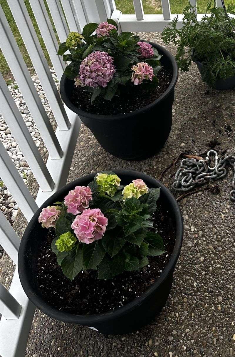 Hydrangea