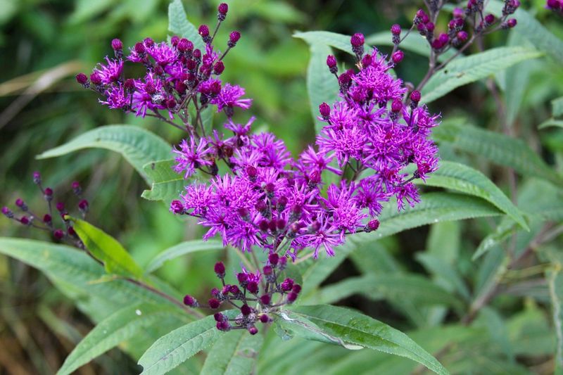 Ironweed