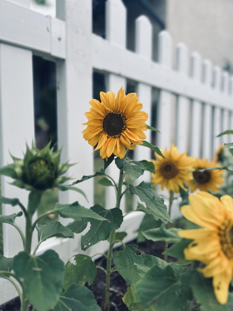 Sunflowers