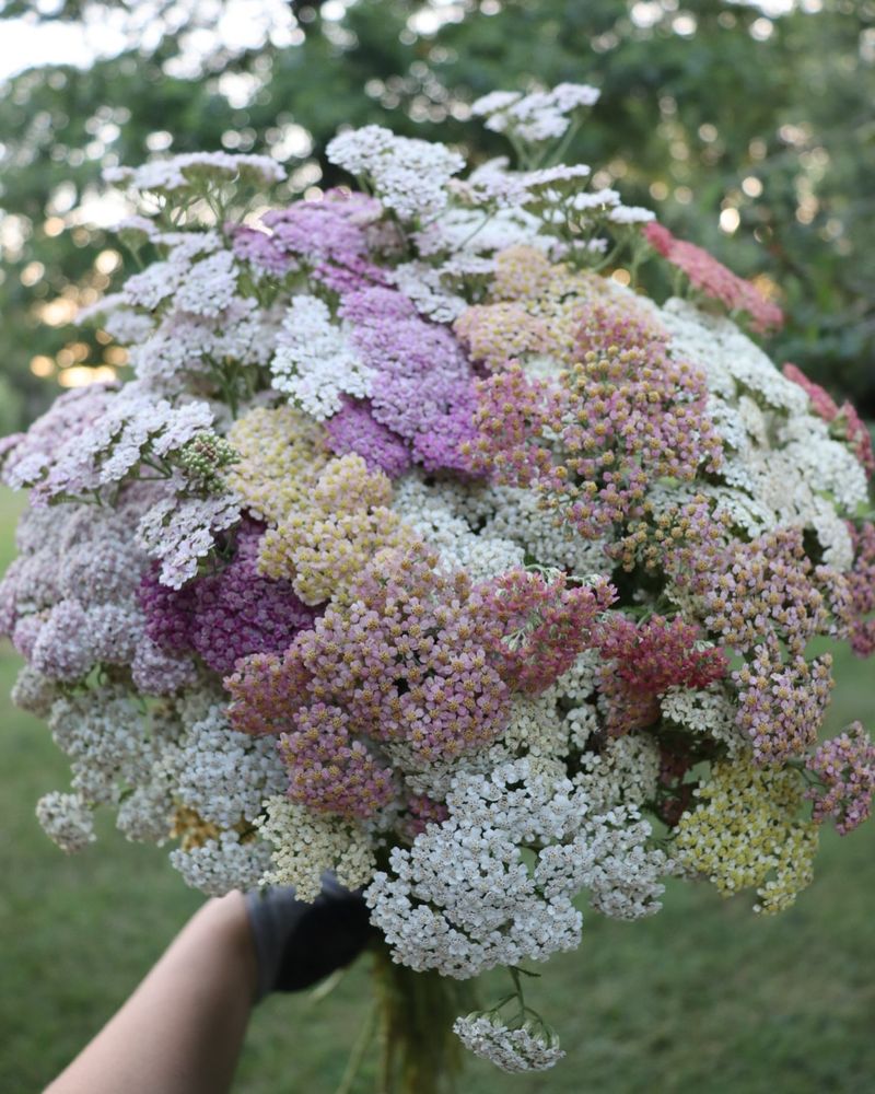 Yarrow's Flat-Topped Charm