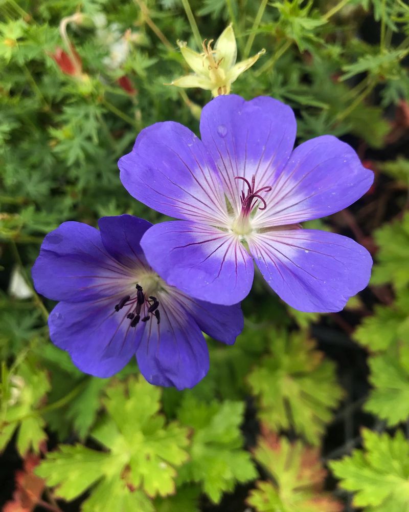 Geranium