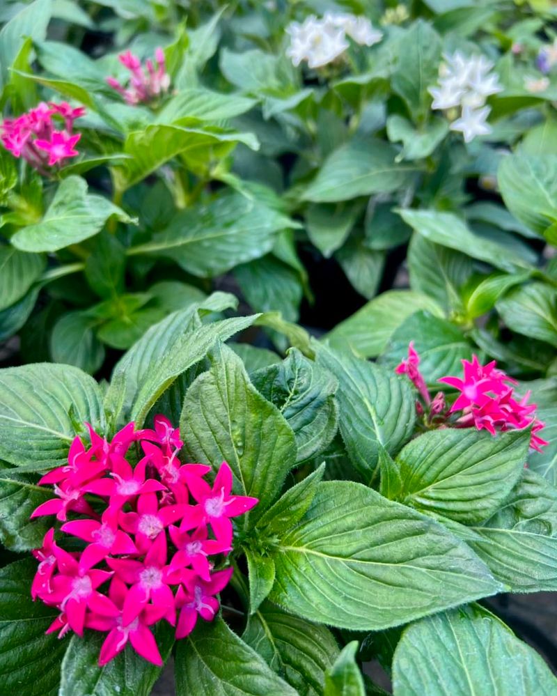Pentas