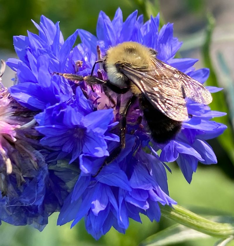 Bachelor's Buttons: Beneficial Insect Buffet